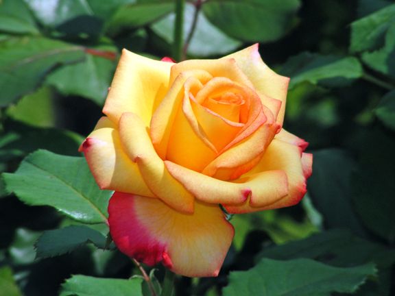 Dream Come True photo dct2013_08070009_zpsaa98b0ce.jpg